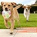 BSOON The Mellow Dog Calming Ball, Anti Stress Ball Hund, Hundeball mit Handle, Antistressball Hund, Interaktives Hundespielzeug Balls, für kleine, mittelgroße und große Hunde (Weiß)