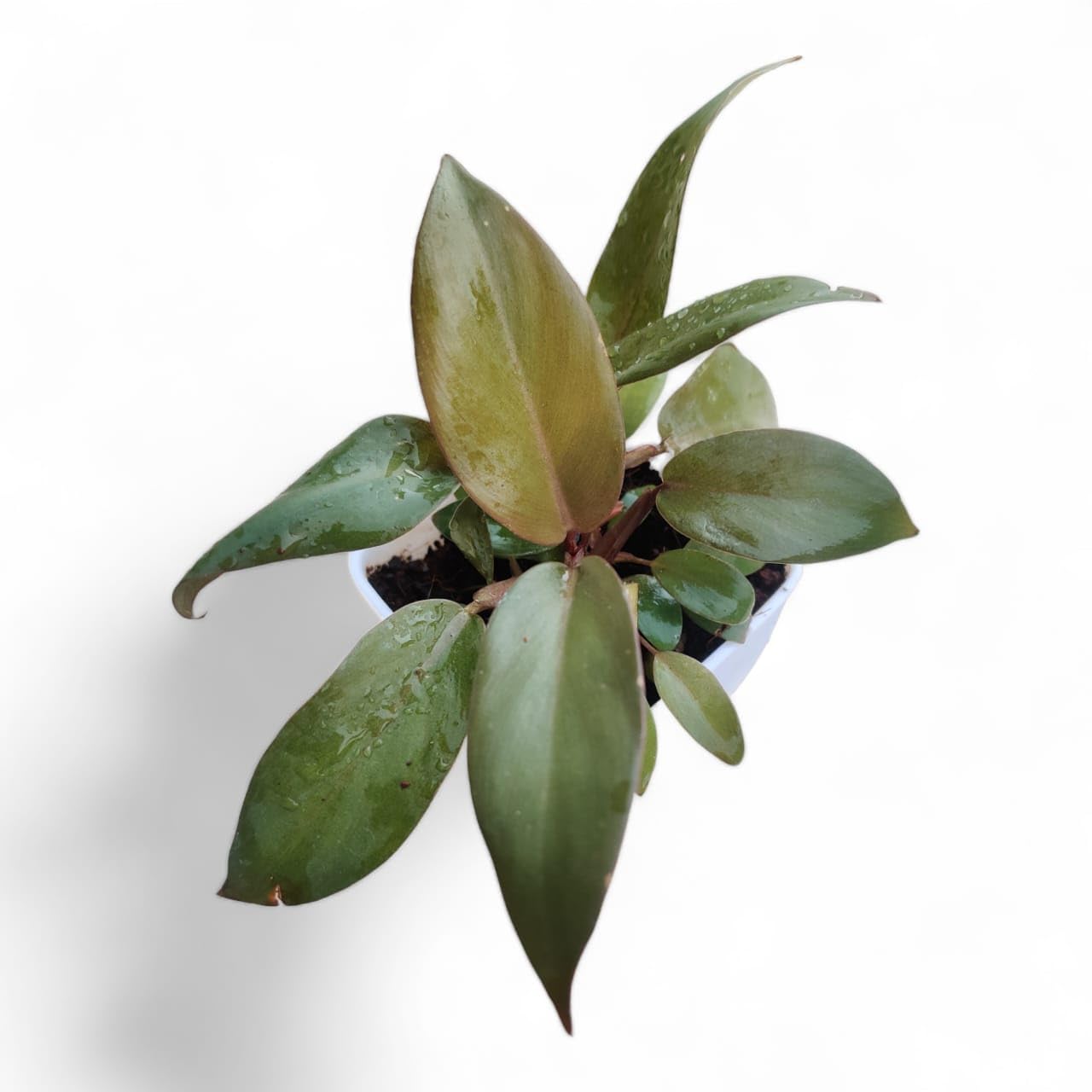 See full amazon price history chart for PLANT STORE® Philodendron Black Cardinal | Stunning Indoor/Outdoor Organic Air Purifying Plant with Pot PLANT STORE® Philodendron Black Cardinal | Stunning Indoor/Outdoor Organic Air Purifying Plant with Pot (B0CJCGKD94) Amazon Price History, Amazon Price Tracker