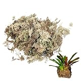 muschio di sfagno muschio secco di spagno essiccato per rettili biancheria da letto e terrario forniture per animali domestici 150 g muschio di sfagno muschio secco muschio secco per rettili muschio d
