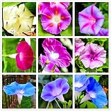 SEEDS4SPRING 50 Pcs Morning Glory Seeds Perennial Flowers for Garden