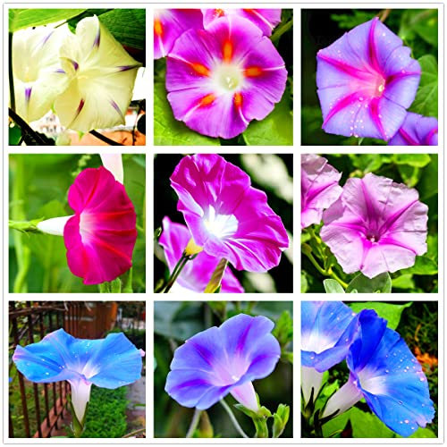 Seeds4Spring 50 Pcs Morning Glory Seeds Perennial Flowers For Garden #TOP5