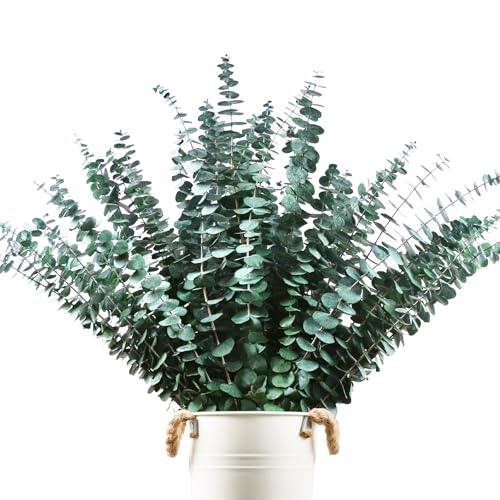 48 Pcs Large Dried Eucalyptus Stems - Natural Eucalyptus Branches for Shower Hanging, 17