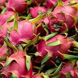 dragón - pitahaya - Compra orgánicos Balcón exótico a prueba de invierno de interior lugares soleados, balcón, 60semillas