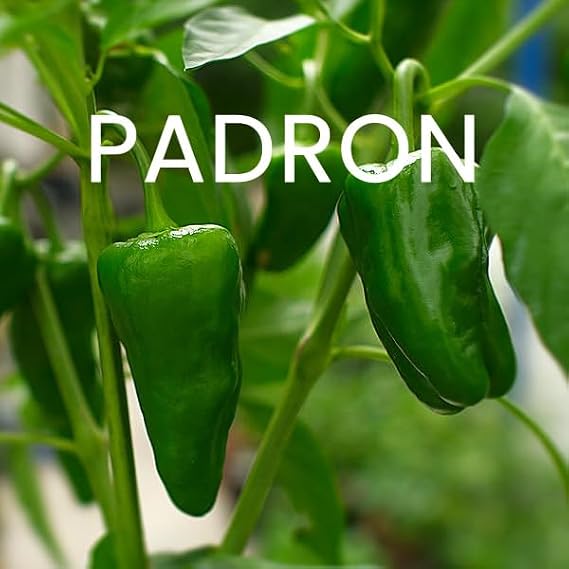 Pepper Seeds Multi Pack - 4 Different Varieties Stuffed Sweet Bell Peppers Seed Kit Largo Reus Padron Piquillo Dulce Italiano