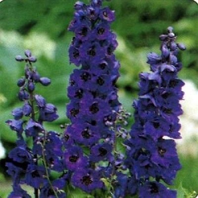 Delphinium Black Knight 100 semi