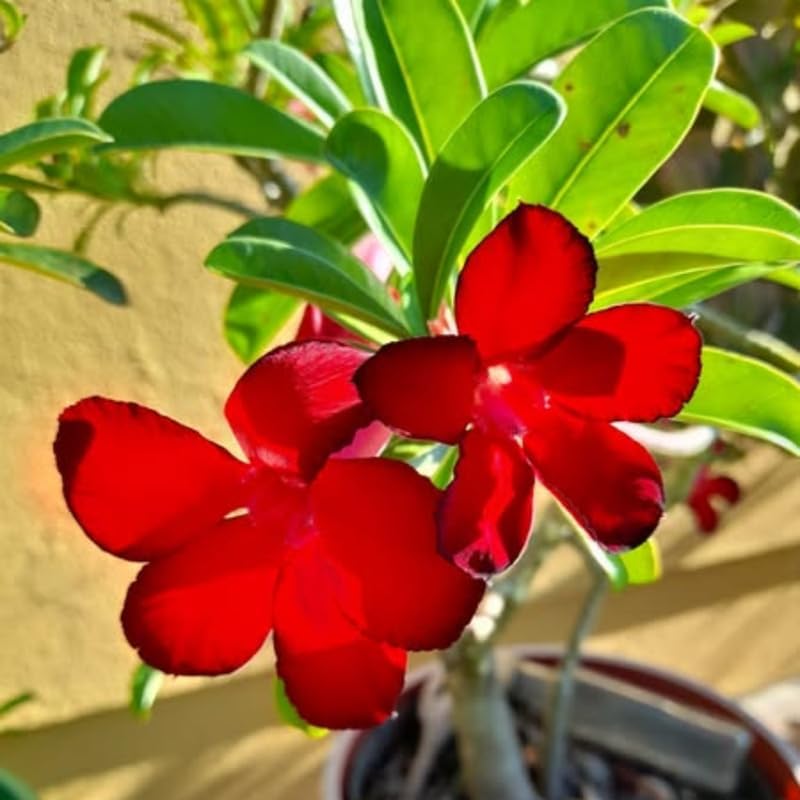 Miniatura 5 de Planta viva de rosa roja del desierto, 4-7 pulgadas de alto, Adenium Obesum Bien Arraigada para exhibiciones en interiores y exteriores