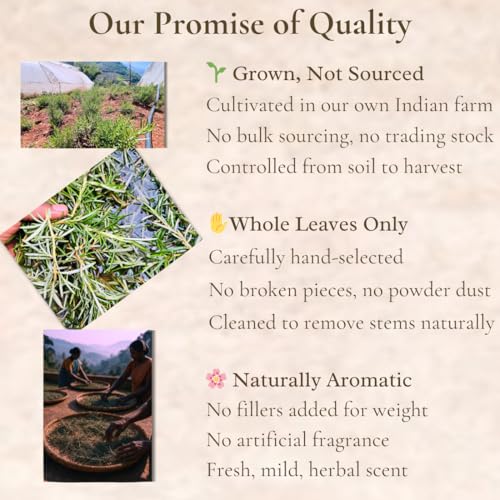 Image of YAARA Premium Rosemary Leaves Organic, Dried Rosemary Leaves for Hair Growth, Seasoning, Cooking, Herbal Tea, Hair Oil, Reduce Hair Fall (50Gram)