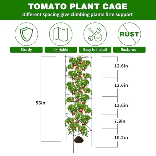 LAKNUAL 6 Packs Tomato Cages for Garden, 12"×12"×56" Plant Support Cage with Different Spacing, Green Metal Trellis for Climbing Plants Like Cucumber, Flowers by LAKNUAL - Image 2