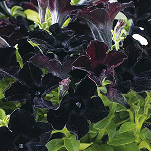 Chuxay Garden Black Petunia-Black Velvet Petunia Petunia 'Black Velvet'100 Seeds Showy Accent Plant Native Wildflower Low-Maintenance #TOP3