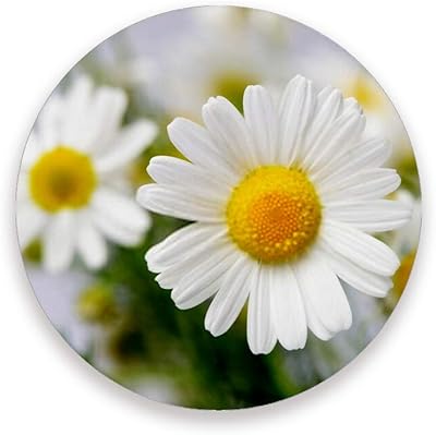 Amazon Zhongji 吸水 コースター 断熱 おしゃれ セラミック コルク コースター 速乾 滑り止め 環境に優しい素材 消臭抗菌 カモミールの花 茶托 飲む コーヒー 備品 コースター オンライン通販