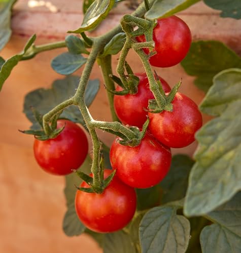 Burpee 'Sweetheart of the Patio', Red Cherry Tomato, 10 Non-GMO Seeds - Thumbnail 3
