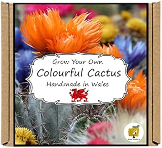 Grow Your Own Flowering Cactus Plant Growing Kit. Gardening Gift for Men, Women or Kids.