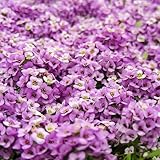 200/500pcs Blumensamen Mix erweitern die Erosionskontrolle der Blütenzeit. 500 Stück
