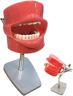 Dental Simulator System Dental Phantom Head Education Teaching Model, Teeth Model Dental Stomatology Prepare Teeth Training Head Health Care Dentist Mold Oral Hygiene Teaching Aids