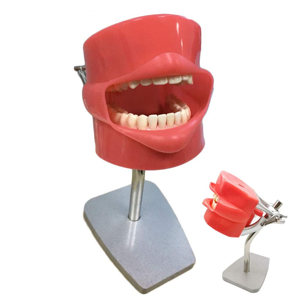 Lehrmodell, Zahnmodell, Dental-Phantomkopfmodell, Dentalsimulatorsystem. Dental-Phantomkopf, Lehrmodell für Zahnärzte und Zahnarzthelfer, Mundhygiene.