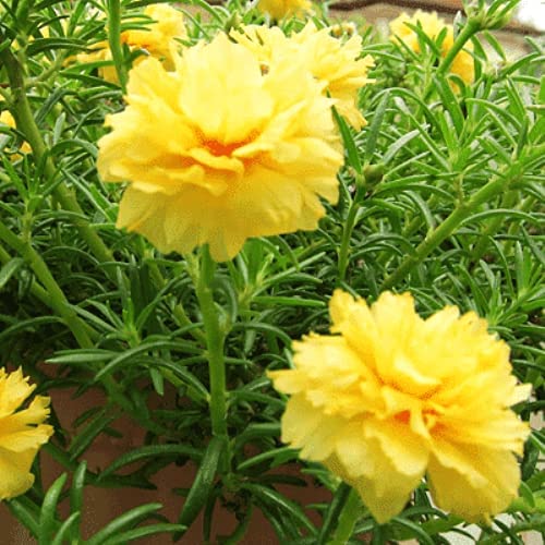 PlantaZee Live Yellow Portulaca / 9 O Clock/Purslane Beautiful Flower Succulent Plant for Home/Balcony Garden with Mud - Healthy Live 1 Plant (B0B1QCBP1J) Amazon Price History, Amazon Price Tracker