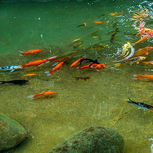 Rubber Pond Skins,30 Mil Flexible Water Garden Fish Pond Liner Elasticity Hdpe,Uv Resistant And Anti-Penetration,25 Ft X 45 Ft,10 Ft. X 20 Ft #TOP2