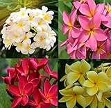Hawaiian Plumeria Frangipani Live Mixed Plant Cuttings - 4 Pack - Discount Hawaiiangifts