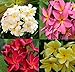 SPRING SPECIAL - Set of 4 100% Hawaiian Plumeria (Frangipani) Plant Cuttings....From a PEST-FREE certified Hawaiian nursery with the proper U.S. Department of Agriculture stamp.