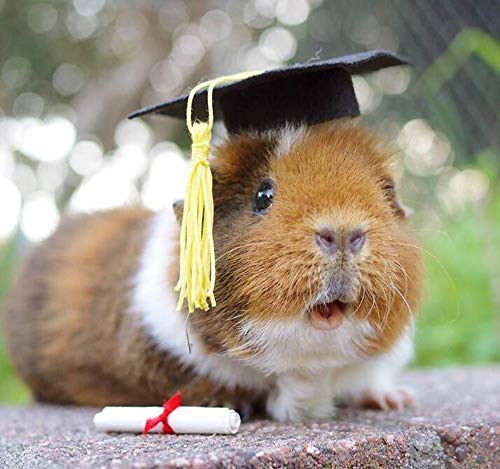 Pequenos bonés de formatura de animais mini chapéus de solteiro com borla brilhante fantasia para po