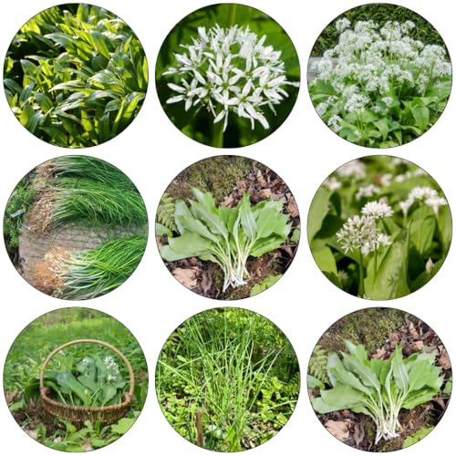 ajo silvestre de ajo silvestre semillas orgánicas de primavera Camas elevadas para el jardín resistentes para jardines rocas semillas jardín del balcón interior 800pcs