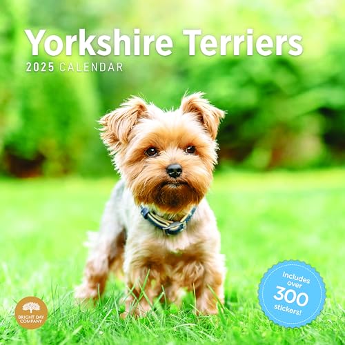 Calendário de parede mensal 2025 Yorkshire Terriers da Bright Day, inclui mais de 300 adesivos, 30 x