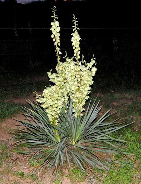 Generic Yucca Plant Adams Needle