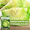 Sow Right Seeds - Iceberg Lettuce Seeds for Planting - Ideal Fall Lettuce for Hydroponics, Summer & Fall Planting - Grow Fresh Leafy Greens for Delicious Salads - Non-GMO Heirloom Variety (1) #4