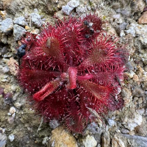 semi resistenti di drosera carnivoro, drosera, d'appartamento che purificano l'aria resistenti all'esterno rare, semi 125pcs