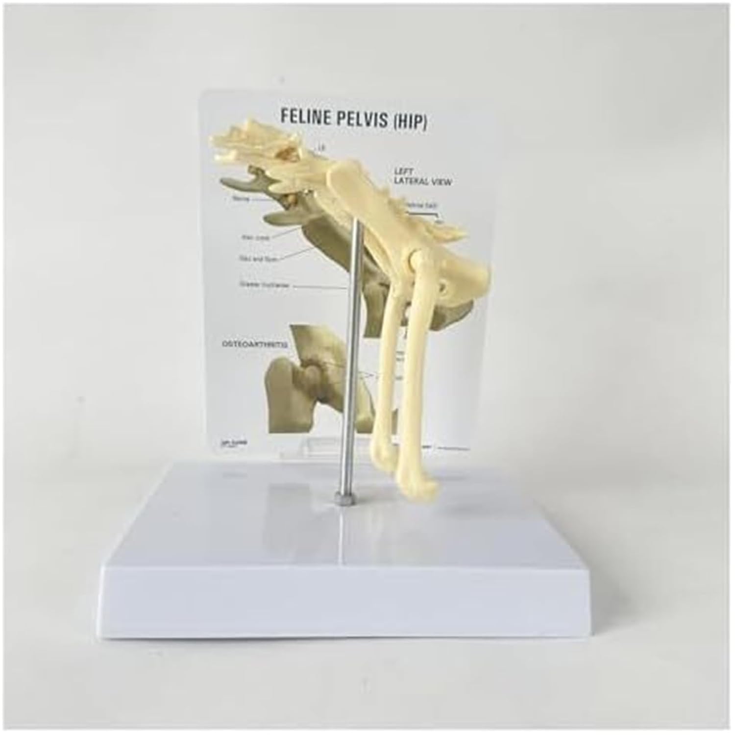 Cat Pelvis, Cat Hip Joint Femur Model Animal Anatomy Veterinary Office Educational Tool