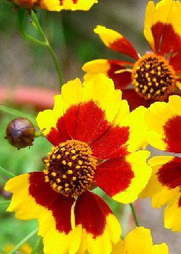 seeds Golden Coreopsis (Coreopsis tinctoria Gold Star) 300 seeds seeds