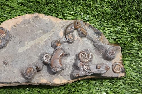 Image of Ammonite Fossil Natural Platyclymenia & Goniatites Plate Fossil Devonian Fossil from Morocco Rare Fossil Ammonite Fossil A58