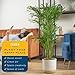 Costa Farms Cat Palm Live Plant in Decorative Pot, Large Indoor Houseplant, Perfect for Home, Room, or Office Decor, Great House Warming or Birthday Gift, 3-4 Feet Tall