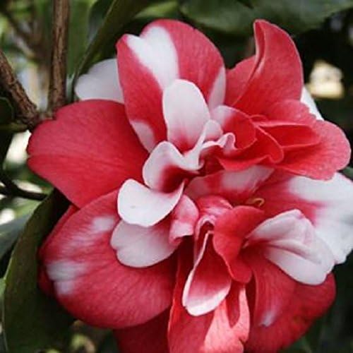 Miniatura 4 de (1) - Gobernador Mouton Camellia Japonica - Planta de inicio (4L) (1 planta viva)