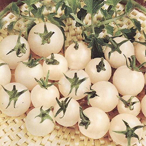 Seedsup - 50+ Snow Cherry Tomato - Vegetable White #TOP2