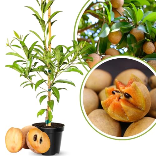 Tropical Sapodilla Tree Live 2 to 3 Feet Tall, Sapote Fruit Tree Plants Live for Outdoor Garden, Ready to Planting, 1 Gallon Pot