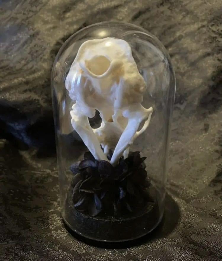 Amazon.co.jp: 頭骨のオブジェ 骨格標本 ガラスドーム : おもちゃ