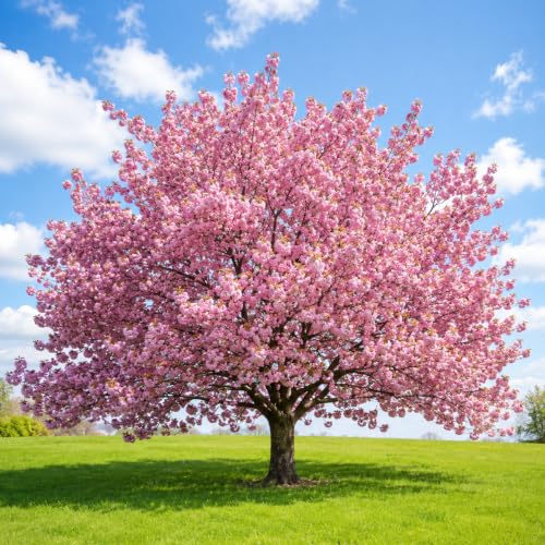 Kwanzan Cherry Plant Live, 2.5 Inc Pot, Cherry Blossom Tree, Perennial Blossom Sapling Tree in Home Garden Planting, Dormant in Winter