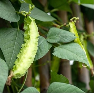 Winged Bean Seeds - 1 Lb 1808 Seeds - Non-GMO, Heirloom - Asian Garden Vegetable