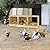 Nesting Boxes for Chickens 3 Compartments Chicken Nesting Boxes Wall Mount Nest Box for Chicken Coop Versatile Use Wood Nesting Boxes for Hens Easy to Assemble for Chickens, Hens, Ducks