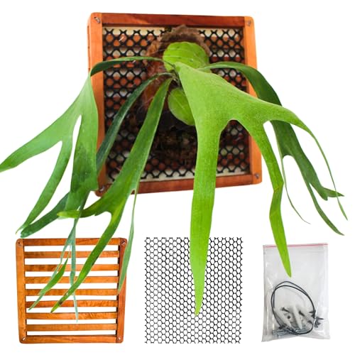 DESQUIGGLE Set of 2 Staghorn Fern Mounting Blocks, 2 x 12 Inches Square Staghorn Fern Mounting Kit