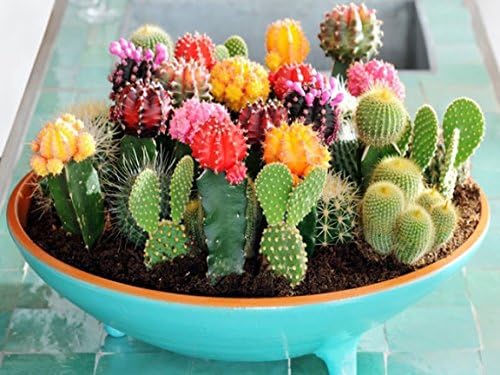 Cactus Variety Mix Seeds – Non-GMO Succulent & Cacti Seeds for Indoor Growing – Drought-Tolerant Desert Plants – Unique Shapes & Colours – Easy to Grow Houseplant Mix — view 2