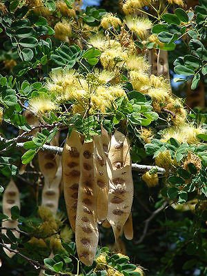 20 Woman's Tongue Tree White Mimosa Nectar Flower Albizia Lebbeck Legume Seeds #TOP22