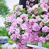 Double Petal Trumpet Flower Seeds, 299 Pieces, Climbing Vine for Summer-Fall Blooming, Garden and Balcony
