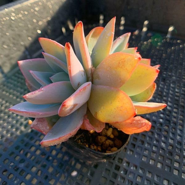 多肉植物　エケベリア　カリビアンブルー エケベリア カリビアンブルー Echeveria 'Caribbean Blue'｜多肉