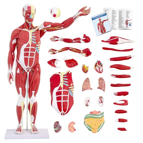 Anatomy & Physiology