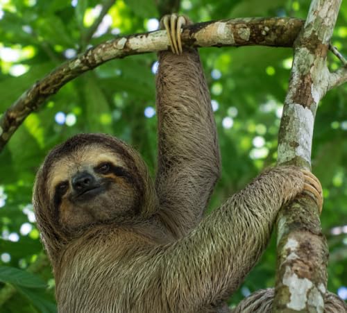 Episode 8 - The Everything Sloth Show