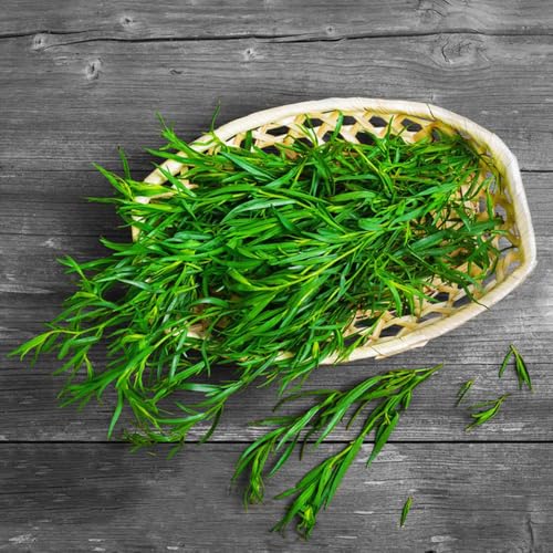 semi di dragoncello, rustici, biologici, varietà antiche freschi di dragoncello cucina dell'orto, 100pcs