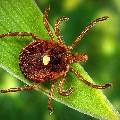 Return of Alpha Gal Podcast Por  arte de portada