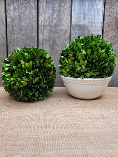 Tradingsmith Preserved Boxwood Ball 8 inch